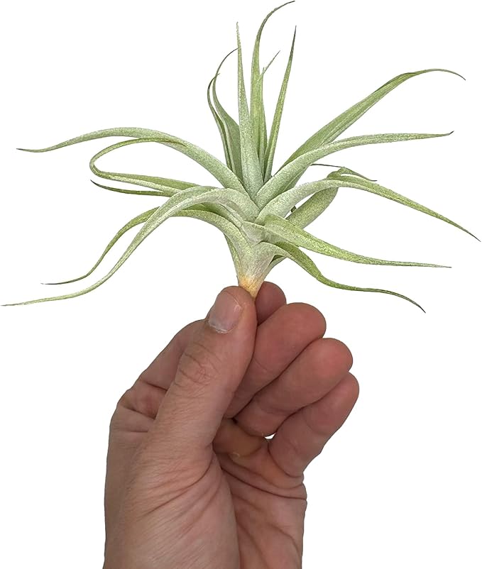 Live Air Plants - Tillandsia Albida 3-5" - 1ct – ragnaroc Live Indoor Plant - Live Arrival Guaranteed - House Plants for Home Decor & Gift