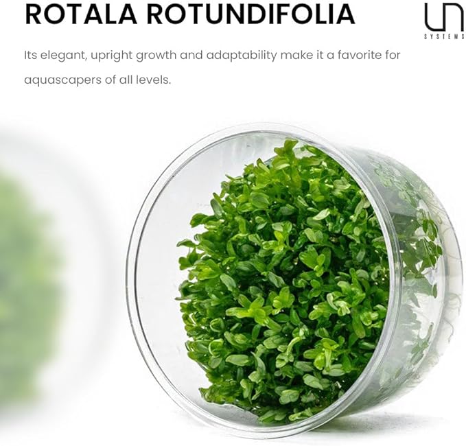 UNS Snail Free TC Rotala Rotundifolia (Rotala rotundifolia) - Medium to High Light, Green to Pink Accent Aquatic Stem Plant, Midground to Background Placement - Tissue Culture, 1 Pack