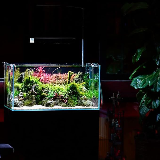 Live Aquarium Red Stem Plants - Freshwater Aquatic Plant for Fish Tanks, Aquascaping - (Ludwigia Natans Super, 4 Bunches)