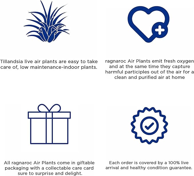 Live Air Plants - Tillandsia Butzii, Jumbo 7-9" - 5ct - Live Arrival Guaranteed - House Plants for Home Decor & Gift