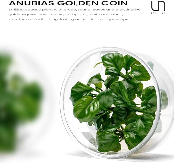 UNS Snail Free TC Anubias Golden Coin (Anubias sp.) – Low Light, Bright Green Color, Foreground to Midground Aquarium Placement for Beginner, Rounded Leaf - Tissue Culture, 1 Pack