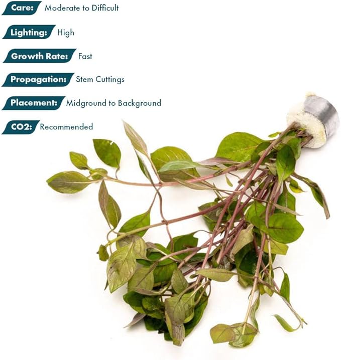 Live Plant - Rotala Mexicana - Moderate Care, High Light, Bright Green Accent, Freshwater Aquatic Plant for Aquascaping - Lead Bunch