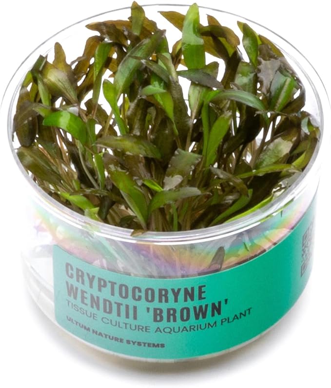 Ultum Nature Systems Cryptocoryne Wendtii Brown Tissue Culture Live Plant for Aquarium, Aquascape, Freshwater Fish Tanks - 100% Snail Free in Vitro