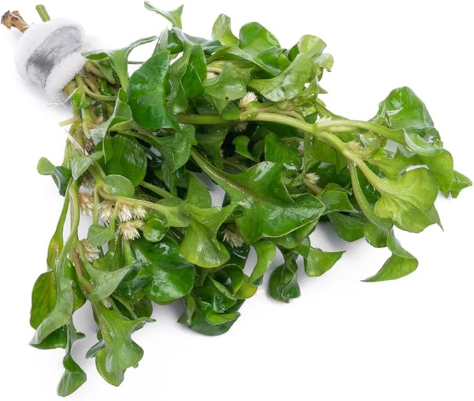 Live Plant - Decorative Plant for Terrariums and Paludariums - (Alternanthera Bettzickiana Green, 1 Bunch)