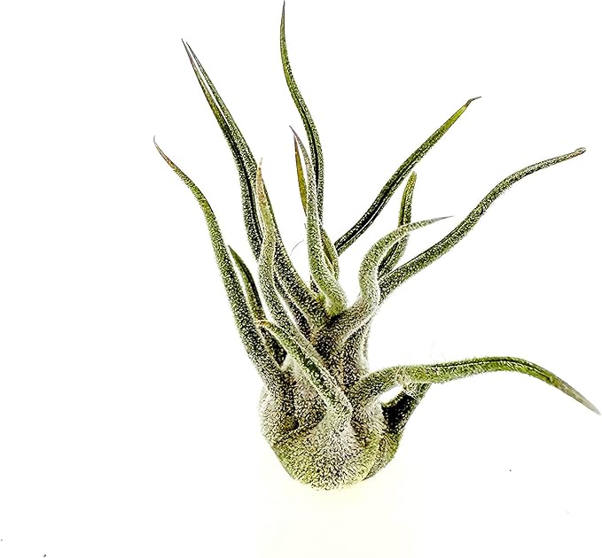 Air Plants - Tillandsia Pruinosa, Large 3-5" - 5ct - Live Arrival Guaranteed - House Plants for Home Decor & Gift