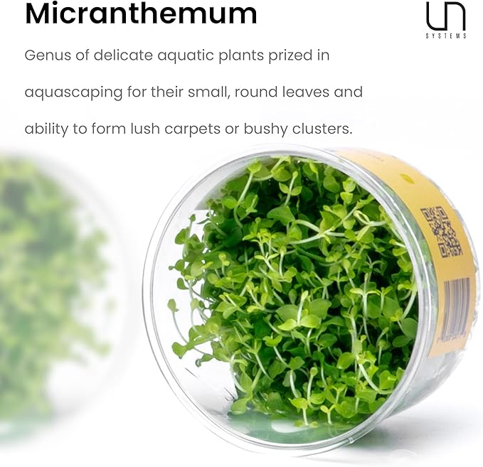 Ultum Nature Systems Micranthemum Monte Carlo Tissue Culture Live Plant for Aquarium, Aquascape, Freshwater Planted Fish Tanks - 100% Snail Free in Vitro