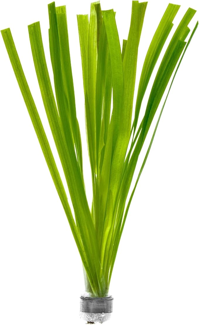 Live Plant - Tall Grass, Red Jungle Vallisneria (Vallisneria gigantea 'Rubra') - Easy Care, Moderate to High Light, Reddish Green, Background - Lead Bunch, 4 Pack