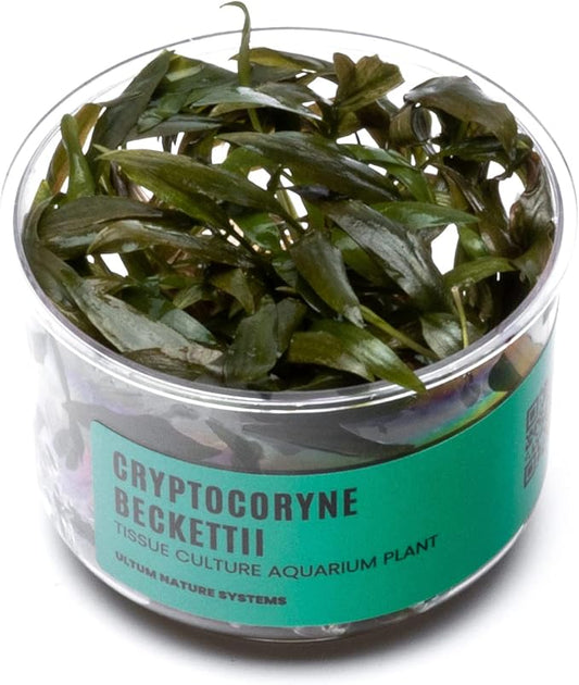 Ultum Nature Systems Cryptocoryne Beckettii Water Trumpet Tissue Culture Live Plant for Aquarium, Aquascape, Freshwater Fish Tanks - 100% Snail Free in Vitro