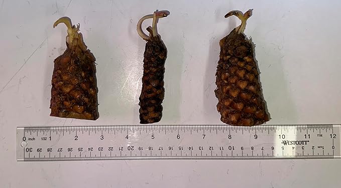 Live Hardy Water Lily Tubers Rhizomes Bulb Seed Nymphaea Aquatic Pond Plants Water Gardens Pre-Grown Flower in White Pink Red Yellow Orange Blue Purple (1, Red Hardy Pond Lily)