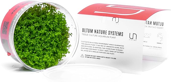 Ultum Nature Systems Dwarf Baby Tears Hemianthus Callitrichoides Cuba Tissue Culture Live Plant for Aquarium, Aquascape, Planted Freshwater Fish Tanks - 100% Snail Free in Vitro