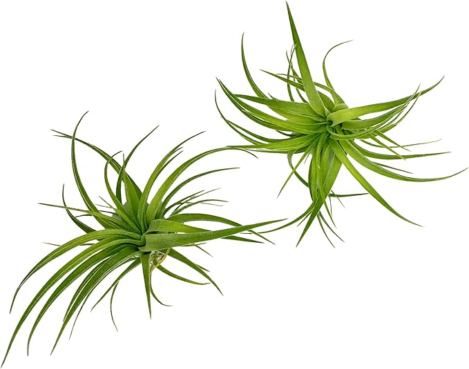 Live Air Plants - Tillandsia Geminiflora 1-3" - 2ct – ragnaroc Live Indoor Plant - Live Arrival Guaranteed - House Plants for Home Decor & Gift