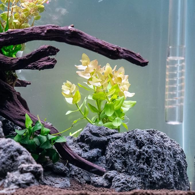 Live Aquarium Red Stem Plants - Freshwater Aquatic Plant for Fish Tanks, Aquascaping - (Lemon Bacopa Caroliniana, 1 Bunch)