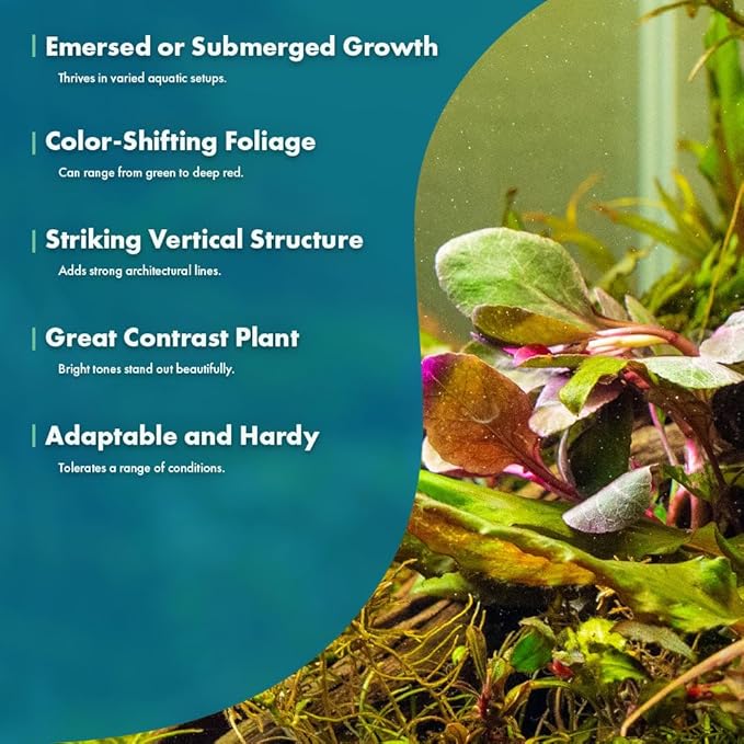 Live Plants - Lobelia Cardinalis (Lobelia cardinalis) - Moderate to High Light, Bright Green Accent Freshwater Aquatic Stem Plant, Midground Placement for Aquascaping - Pot, 3 Pack