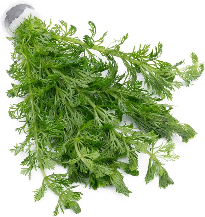 Live Aquarium Stem Plants - Freshwater Aquatic Plant for Fish Tanks, Aquascaping - (Limnophila Heterophylla, 1 Bunch)