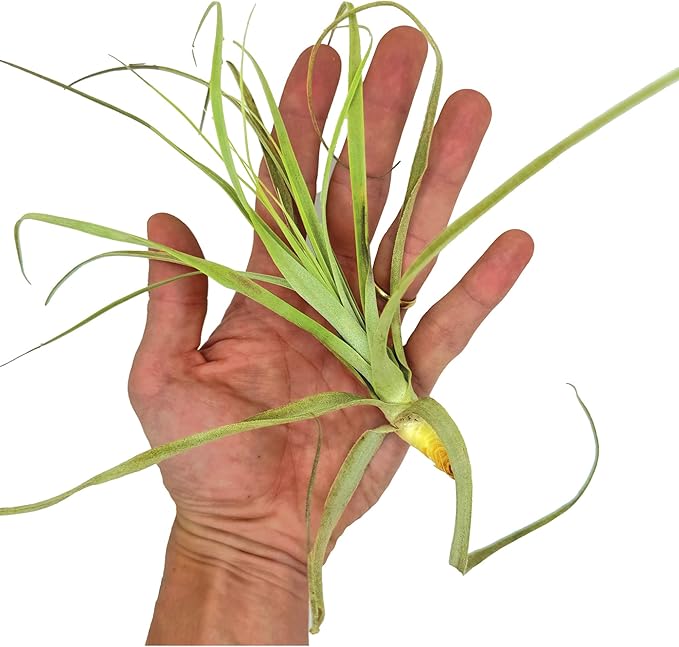 Air Plants - Tillandsia Straminea Jumbo 6-9" - 1ct - Live Arrival Guaranteed - House Plants for Home Decor & Gift