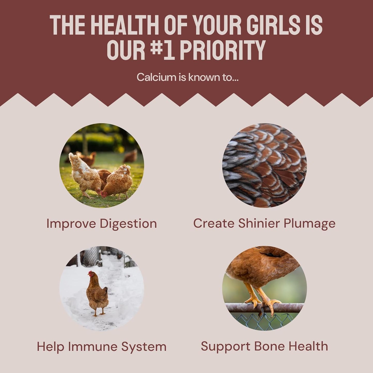 PTCOM Hatortempt 5lb Organic Chicken Feed for Laying Hens - 3 Grain Essential Blend - 5% Calcium with Oyster Shell for Chickens - Grit for Digestion - Chicken Food - Healthier Hens for Healthier Eggs