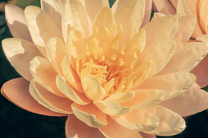 Live Hardy Water Lily Tubers Rhizomes Bulb Seed Nymphaea Aquatic Pond Plants Water Gardens Pre-Grown Flower in White Pink Red Yellow Orange Blue Purple (1, Peach Hardy Pond Lily)