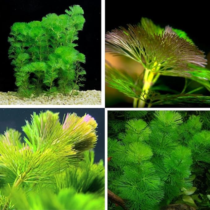 21 Stems Cabomba Live Plants Aquarium, Green Cabomba Live Aquarium Plants, Cabomba Plants Live, 4 to 6 Inches Tall