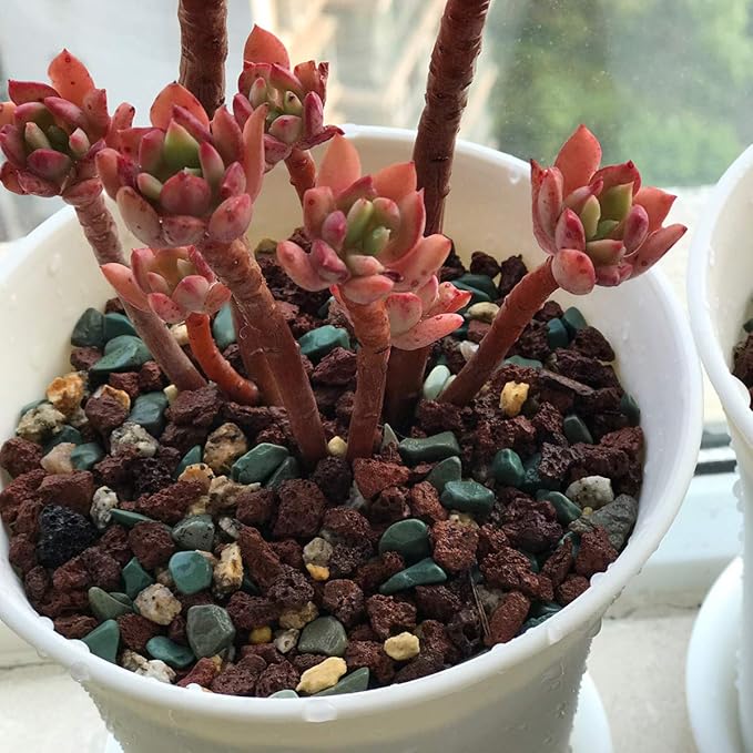 Mix Horticultural Lava Pebbles Pumice Potting Soil Amendment Succulent Cactus Bonsai Gritty Rock Decorative Gravel Plant Drainage Volcanic Rock for Terrarium Fairy Gardening Top Dressing 2.2lb