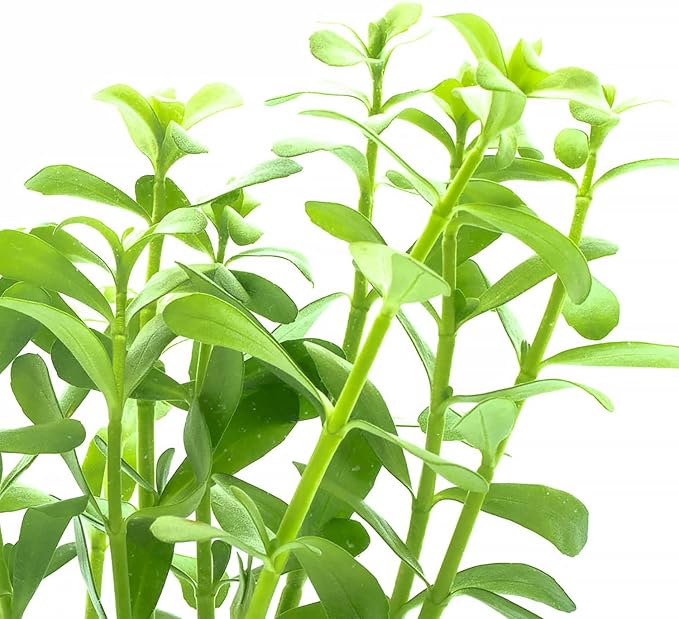 Live Aquarium Stem Plants - Freshwater Aquatic Plant for Fish Tanks, Aquascaping - (Moneywort Bacopa Monnieri, 1 Bunch)