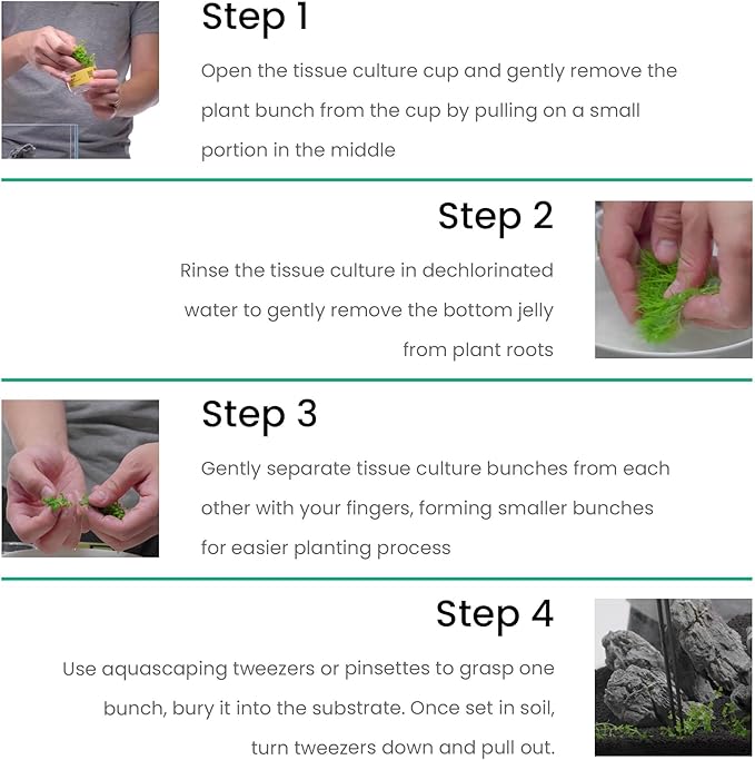 Ultum Nature Systems Live Tissue Culture - Anubias Nana Petite (Anubias barteri 'Nana') - Easy - Low to Medium Light - Dark Green Accent - Foreground - 100% Snail Free Grown in-Vitro