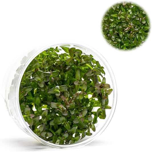 Ultum Nature Systems Live Tissue Culture - Purple Bacopa (Bacopa salzmannii) - Moderate - Moderate to High Light - Purple and Violet Accent - Midground - 100% Snail Free Grown in-Vitro - Regular Cup