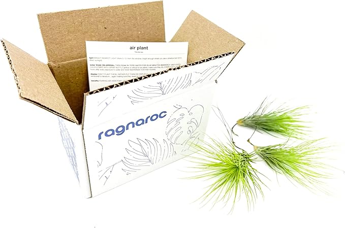 Air Plants - Tillandsia Andreana, Large 4-6" - 3ct - Live Arrival Gauranteed - House Plants for Home Decor & Gift