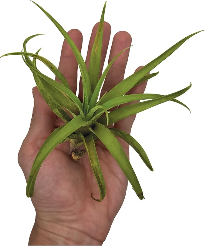 Air Plants - Tillandsia Capitata (Peach), Large 5-7” - 1 ct - Live Arrival Guaranteed - House Plants for Home Decor & Gift