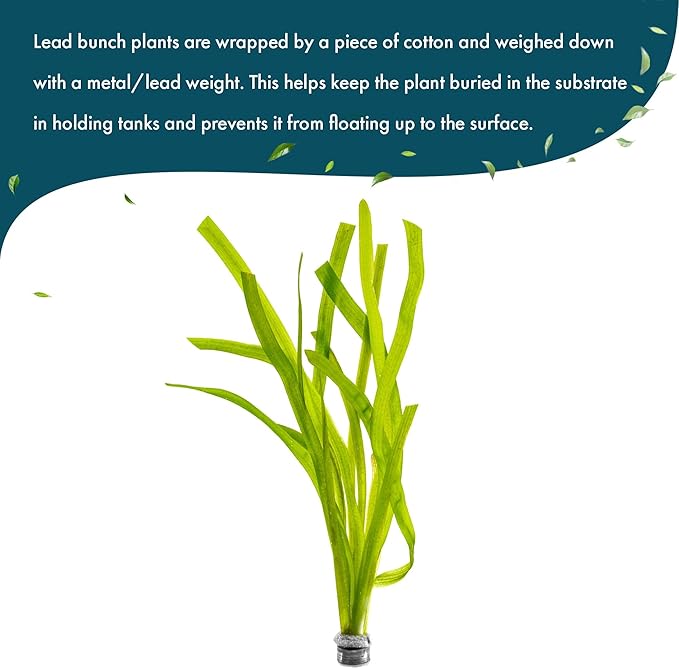 Live Plant - Tall Grass, Red Jungle Vallisneria - Easy Care, Moderate to High Light, Reddish Green Accent, Freshwater Aquatic Plant for Aquascaping - Lead Bunch