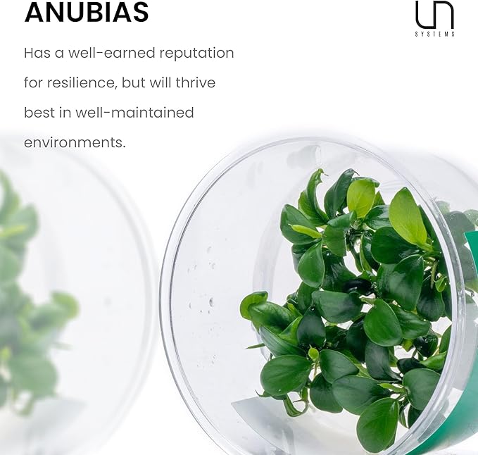 Ultum Nature Systems Live Tissue Culture - Anubias Nana Petite (Anubias barteri 'Nana') - Easy - Low to Medium Light - Dark Green Accent - Foreground - 100% Snail Free Grown in-Vitro
