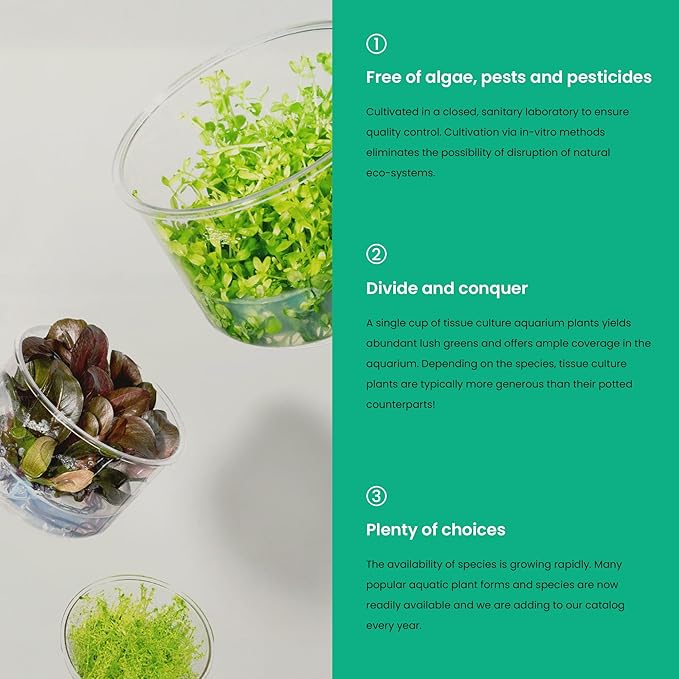 Ultum Nature Systems Cryptocoryne Beckettii Water Trumpet Tissue Culture Live Plant for Aquarium, Aquascape, Freshwater Fish Tanks - 100% Snail Free in Vitro