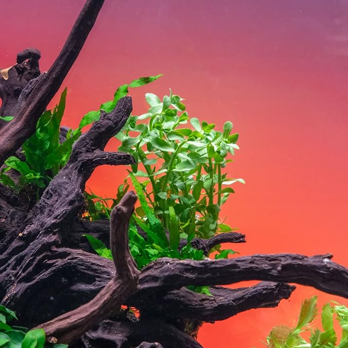 Live Aquarium Stem Plants - Freshwater Aquatic Plant for Fish Tanks, Aquascaping - (Bacopa Monnieri Moneywort, 1 Bunch)