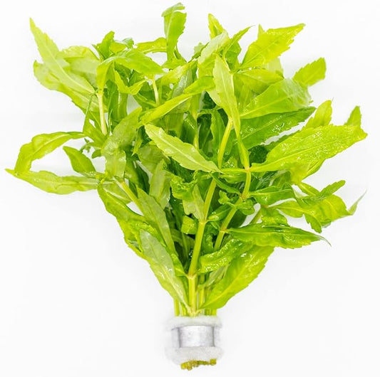 Live Plants - Japanese Cress (Cardamine lyrata) - Medium to High Light, Bright Green Accent for Midground to Background Freshwater Aquarium Aquascaping - Pot