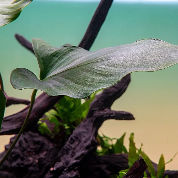 Live Plants – Anubias Hastifolia (Anubias hastifolia) – Low to Moderate Light, Medium to Dark Green Arrow-Shaped Leaves, Midground to Background Tank Placement - Pot, 3 Pack