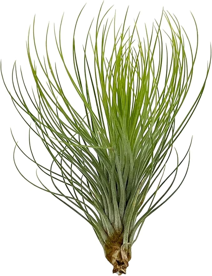 Air Plants - Tillandsia Andreana, Large 4-6" - 2ct - Live Arrival Gauranteed - House Plants for Home Decor & Gift
