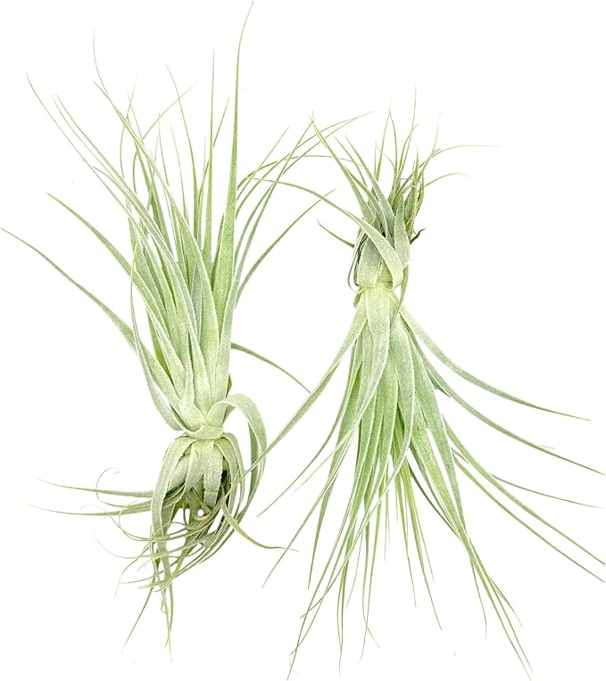 Live Air Plant - Tillandsia Gardneri 5-7” - 3ct - ragnaroc Rare Collectors Indoor Tropical Plant - Live Arrival Guaranteed - House Plants for Home Decor & Gift