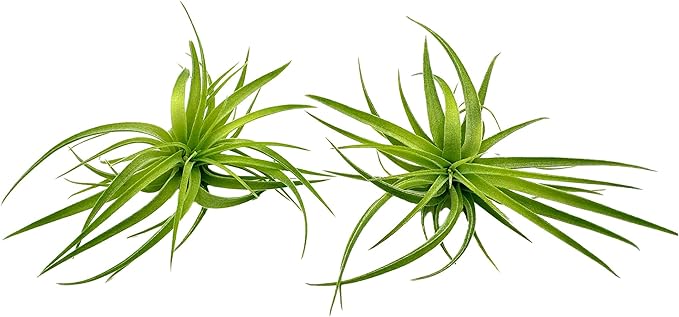 Live Air Plants - Tillandsia Geminiflora 1-3" - 2ct – ragnaroc Live Indoor Plant - Live Arrival Guaranteed - House Plants for Home Decor & Gift