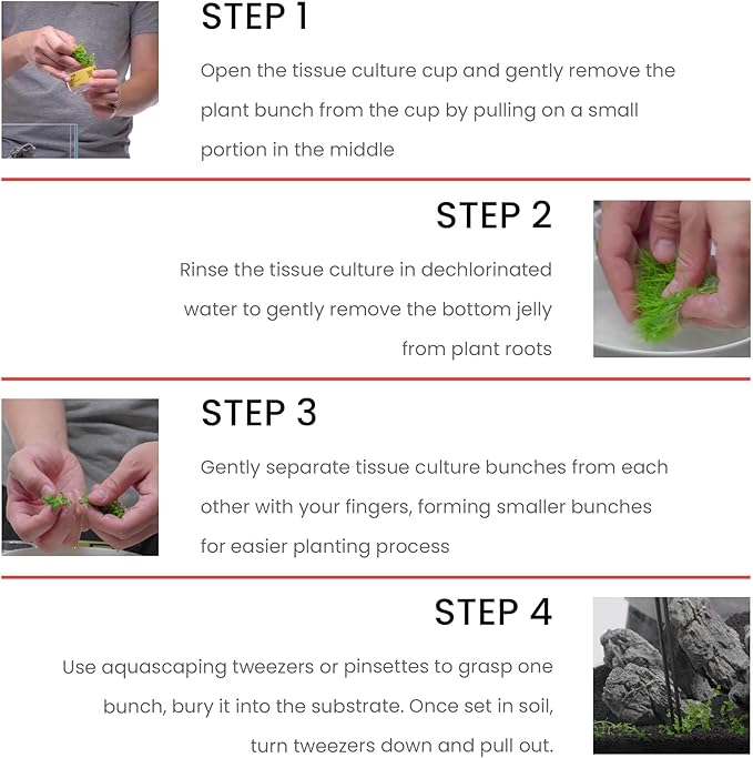 UNS Snail Free TC Utricularia Graminifolia (UG) - Medium to High Light, Bright Green Accent Aquatic Carnivorous Carpeting Plant, Foreground Placement - Tissue Culture, 1 Pack