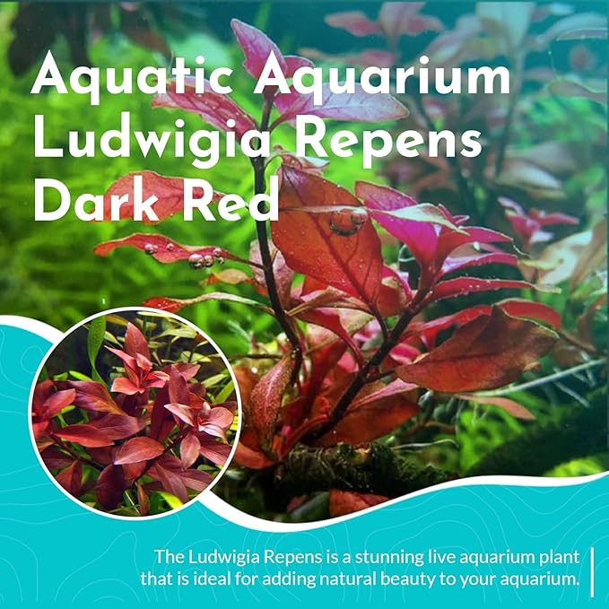 Live Aquarium Ludwigia Repens Plants - Great Background for Fish Long Lasting & Easy to Maintain Suitable Summer Winter Natural Oxygenator Pot ,Light/Medium Green; Striking Dark Red
