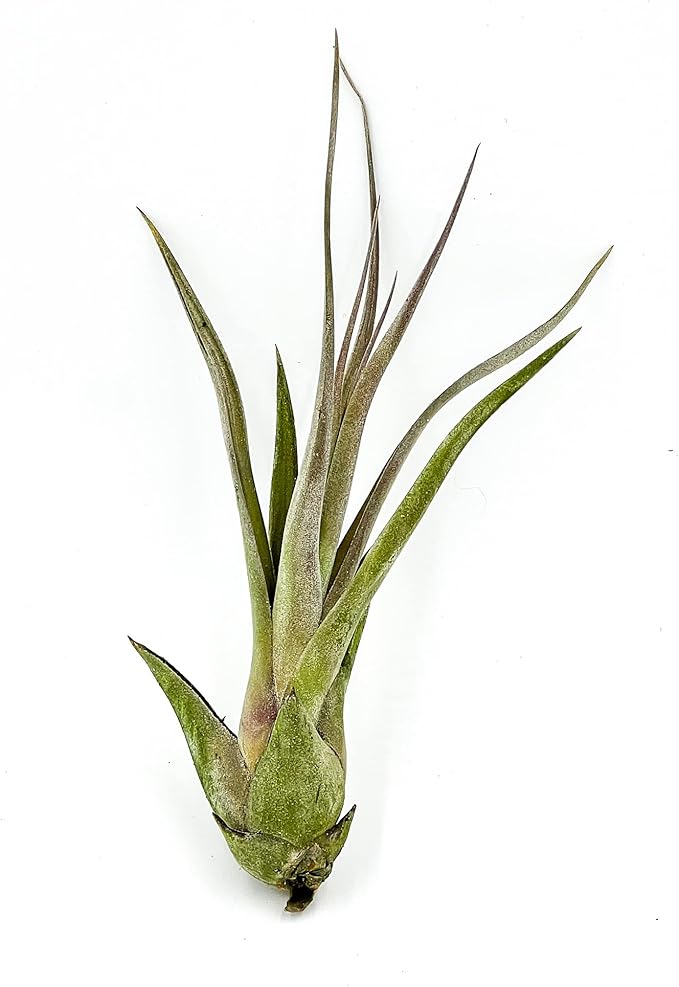 Live Air Plant – Tillandsia Capiput, Jumbo 6-9” - 3 ct - Live Arrival Guaranteed - House Plants for Home Decor & Gift