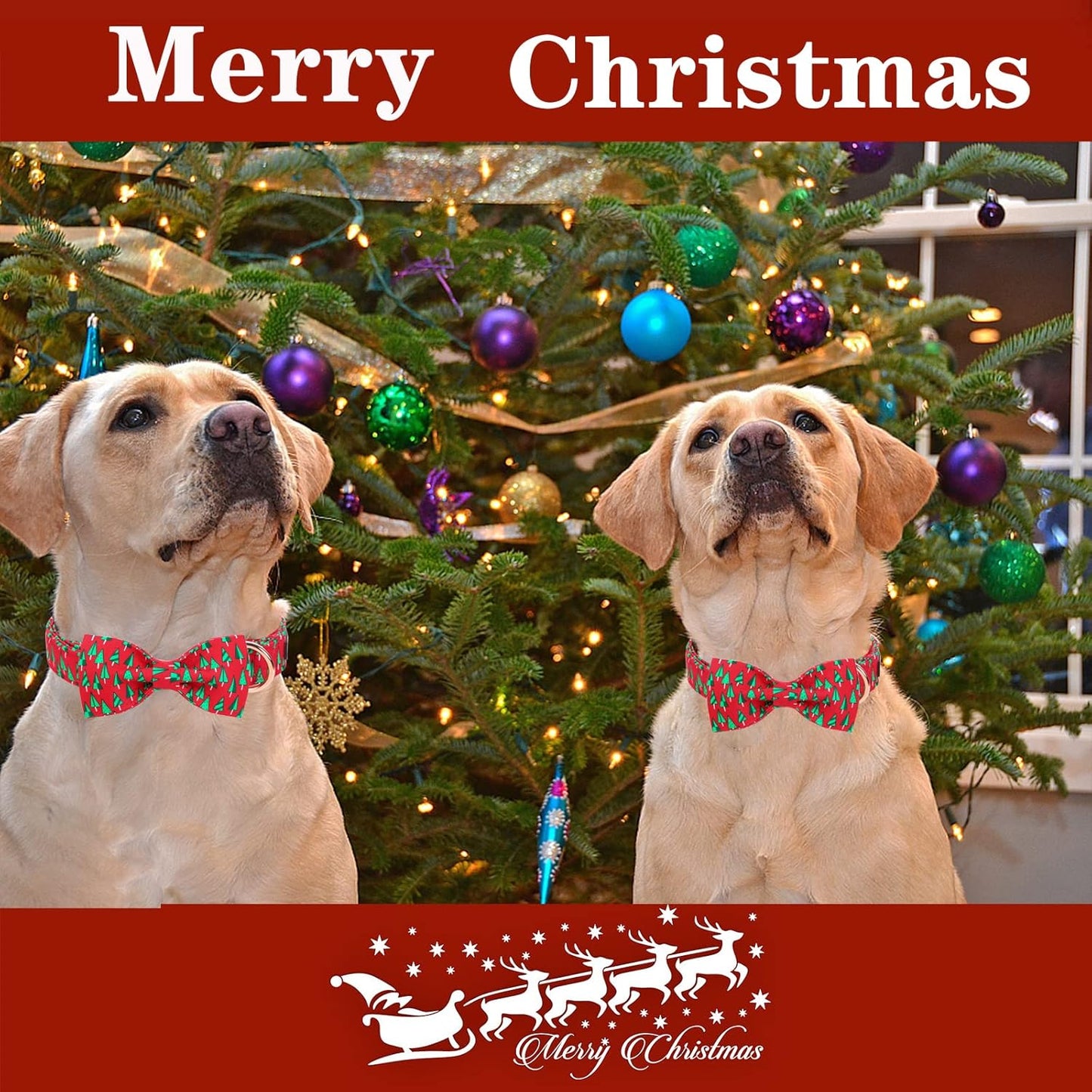 Unique style paws Christmas Dog Collar with Bow Best Winter for Small Medium Large Dogs -Christmas Tree-M