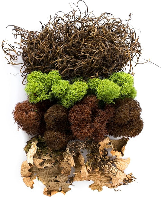 SuperMoss (23303) Moss Mix – Premium Decorative Moss for Crafts, Terrariums, Wedding & Table Décor, 80.75 Cubic inches (Approx. 2 oz), Oregon