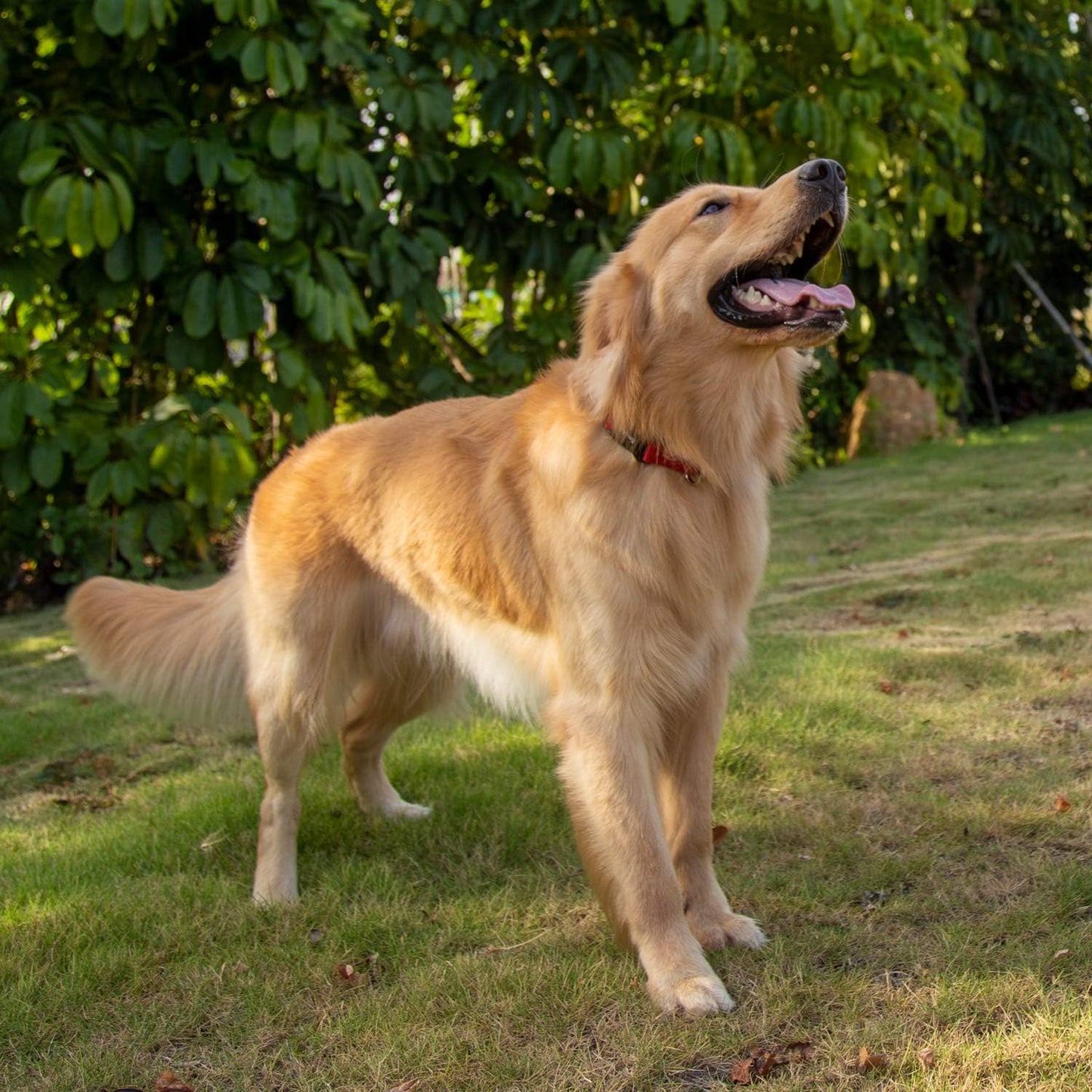 Hyhug Dog Collar for Large Dogs, Heavy Duty Red| Quick Release Nylon Buckle Collar, Adjustable & Durable Pet Supplies for Boy & Girl Dogs (Large, Red)