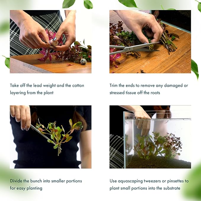 Live Plants – Variegated Hygrophila (Nomaphila variegatus) – Medium Light, Green and White Accent Freshwater Aquatic Stem Plant, Midground to Background Placement – Pot, 1 Pack