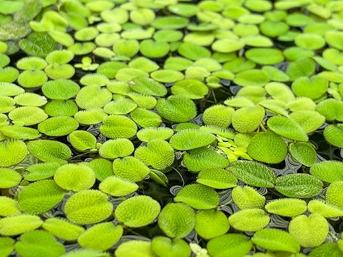 Huge Portion Salvinia Minima Water Spangles Live Floating Aquarium Plant Live Awesome Aquatic