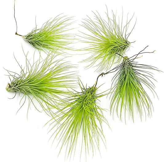 Air Plants - Tillandsia Andreana, Large 4-6" - 5ct - Live Arrival Gauranteed - House Plants for Home Decor & Gift