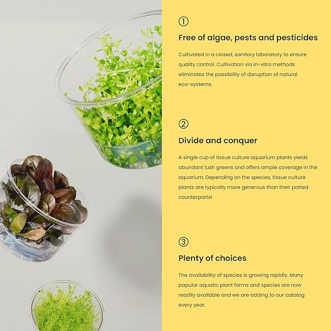 Ultum Nature Systems Micranthemum Monte Carlo Tissue Culture Live Plant for Aquarium, Aquascape, Freshwater Planted Fish Tanks - 100% Snail Free in Vitro