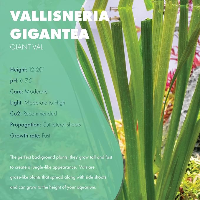 Live Plant - Tall Grass, Vallisneria Gigantea - Easy Care, Moderate to High Light, Bright Green Accent, Freshwater Aquatic Plant for Aquascaping - Lead Bunch