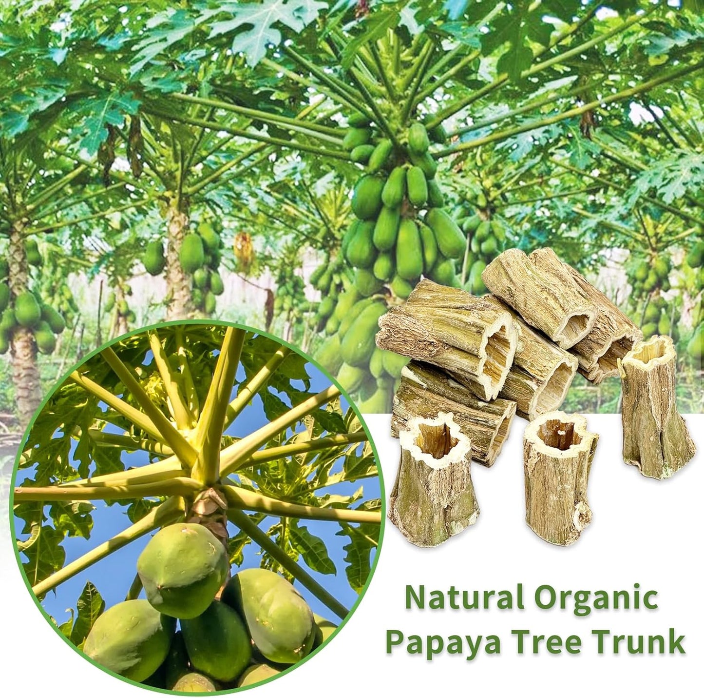 Fhiny Rabbit Chew Toys, 8 PCS 2" Natural Papaya Wood Chew Sticks Guinea Pig Treats for Dental Care Bunny Treats for Rabbits Small Pet Molar Snacks for Bunny Guinea Pig Chinchilla Hamster Gerbil