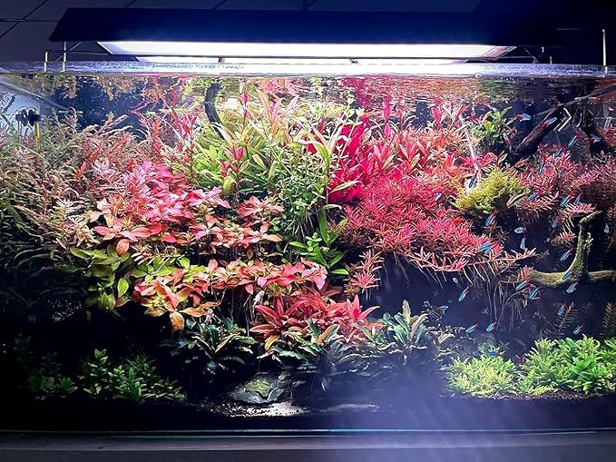 Live Aquarium Red Stem Plants - Freshwater Aquatic Plant for Fish Tanks, Aquascaping - (Alternanthera Reineckii Rosanervig, 1 Bunch)